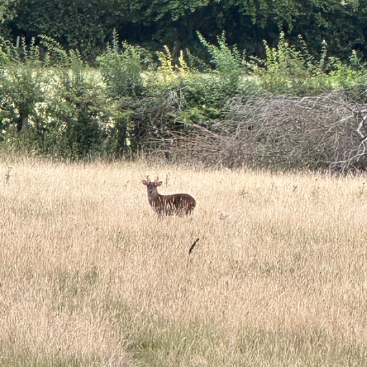 Deer standing in a grassy field with trees in the background