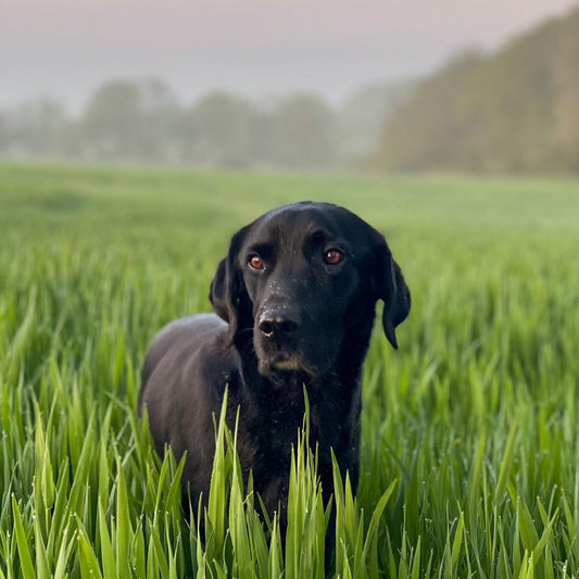 WILDLIFE PHOTOGRAPHY OUTING - UNACCOMPANIED HIGH SEAT OR WILDLIFE HIDE