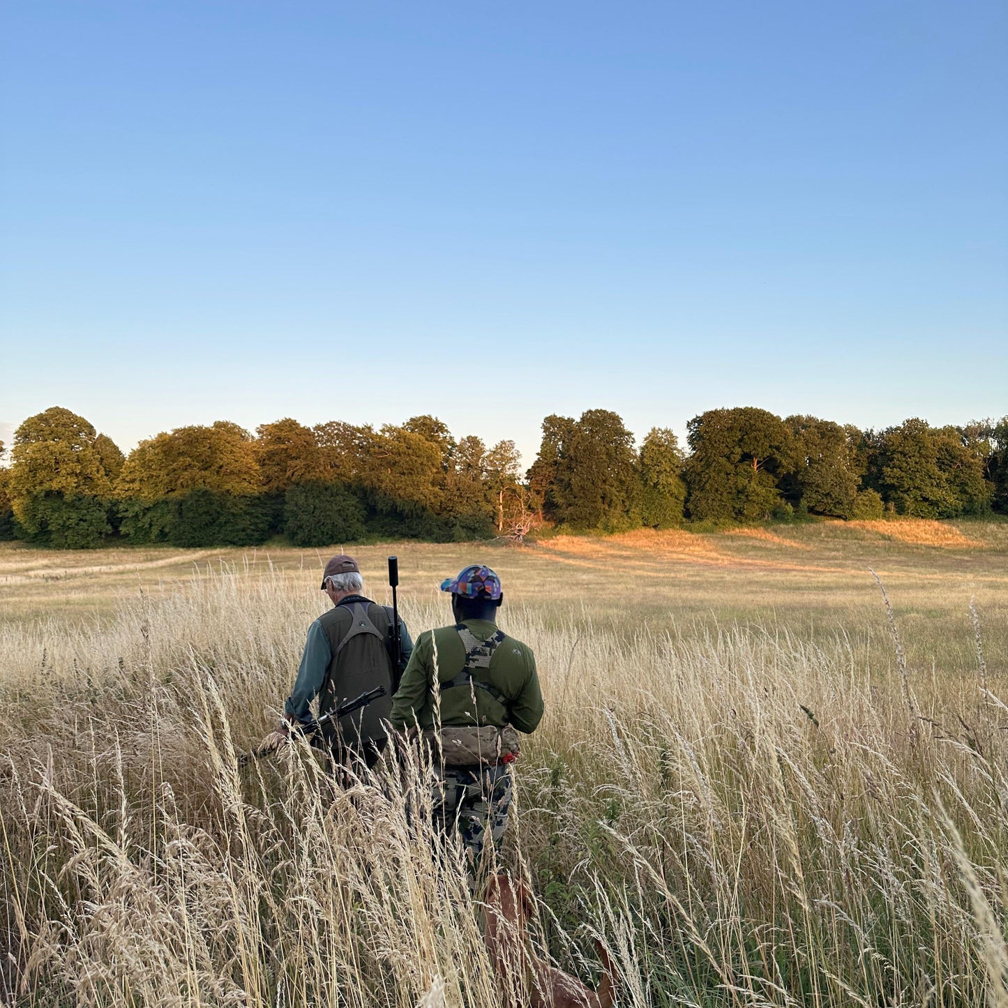 FALLOW, ROE & MUNTJAC DOE CULLING (COTSWOLDS) - NO SHOT FEES, UNLIMITED CULL DAYS FOR 1-9 PEOPLE
