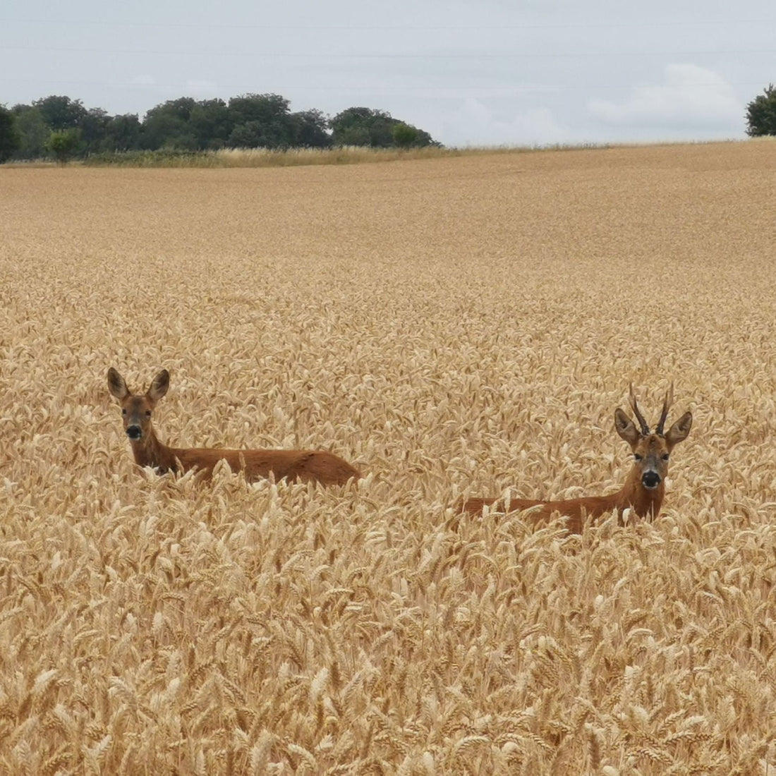 Stewardship Schemes and Deer Management: What Landowners Need to Know