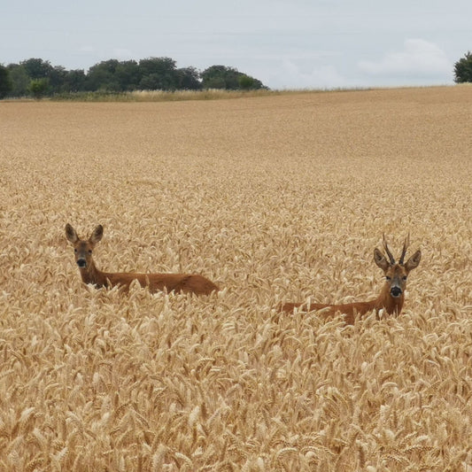 Stewardship Schemes and Deer Management: What Landowners Need to Know