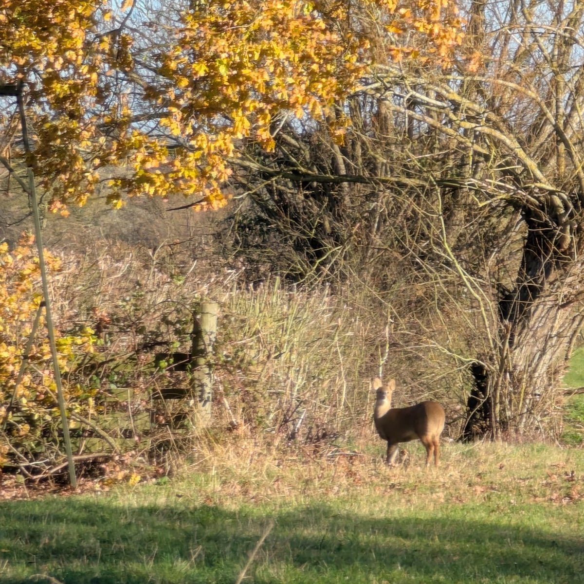 Buckinghampshire - Near Milton Keynes MK17 - Cull & Management Day