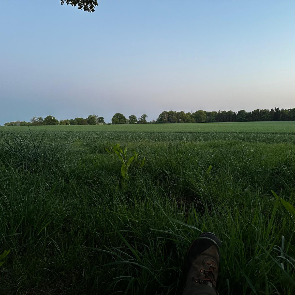 FALLOW, ROE & MUNTJAC DOE CULLING (HAMPSHIRE - NEAR ANDOVER SP11) - NO SHOT FEES, UNLIMITED CULL DAYS FOR 1-9 PEOPLE