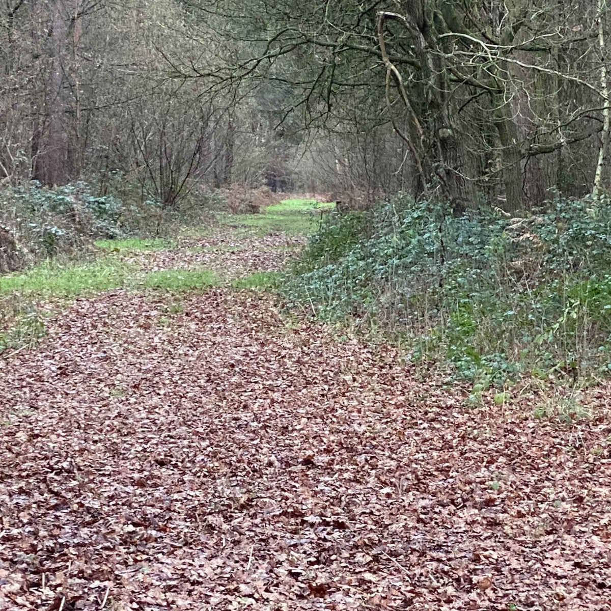 Yorkshire - Near Garforth, Leeds LS25 - Guided Stalking