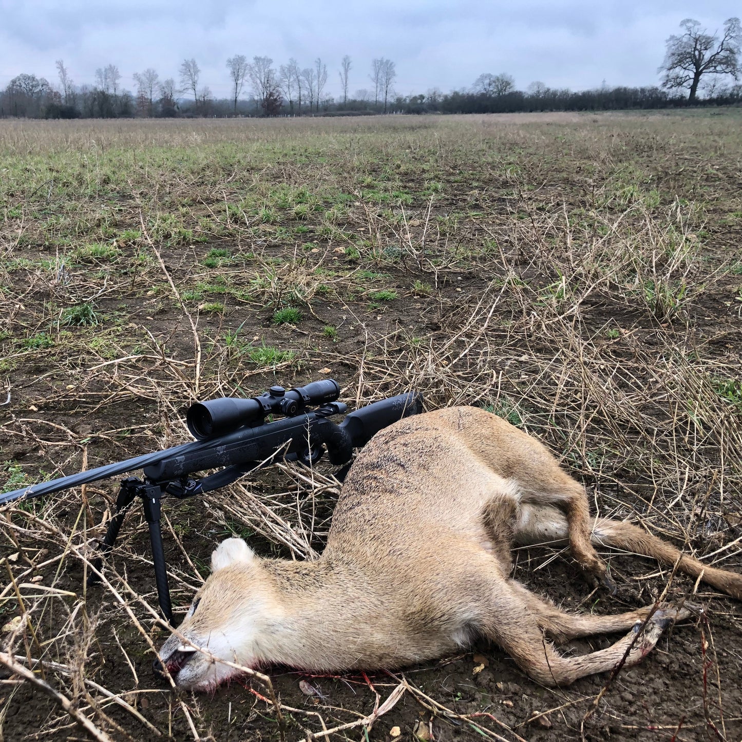 CWD CULLING (NORTH BUCKINGHAMSHIRE - MK17) - CHINESE WATER DEER CULL DAYS FOR 1-6 PEOPLE