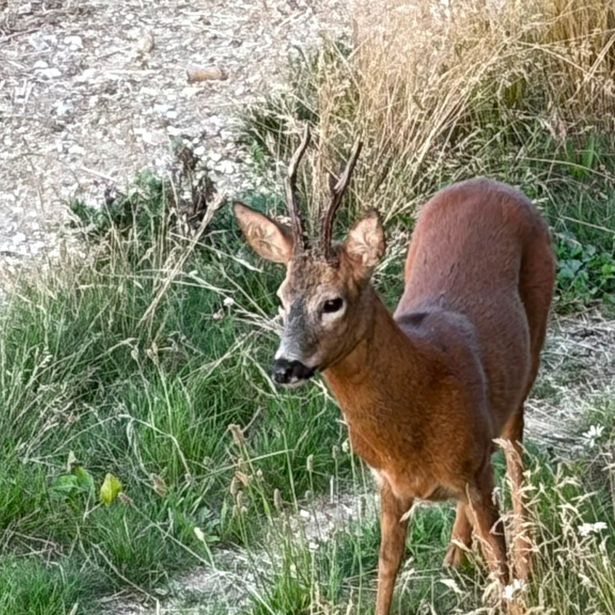 Hampshire - Near Alton GU34 - Guided Stalking