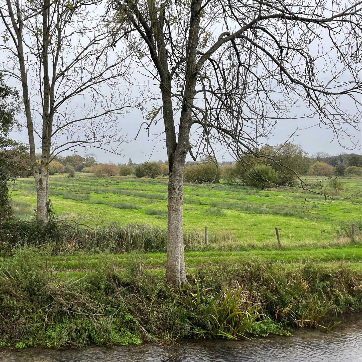 MUNTJAC CULLING (BERKSHIRE - RG17) - CULL DAYS FOR 1-3 PEOPLE