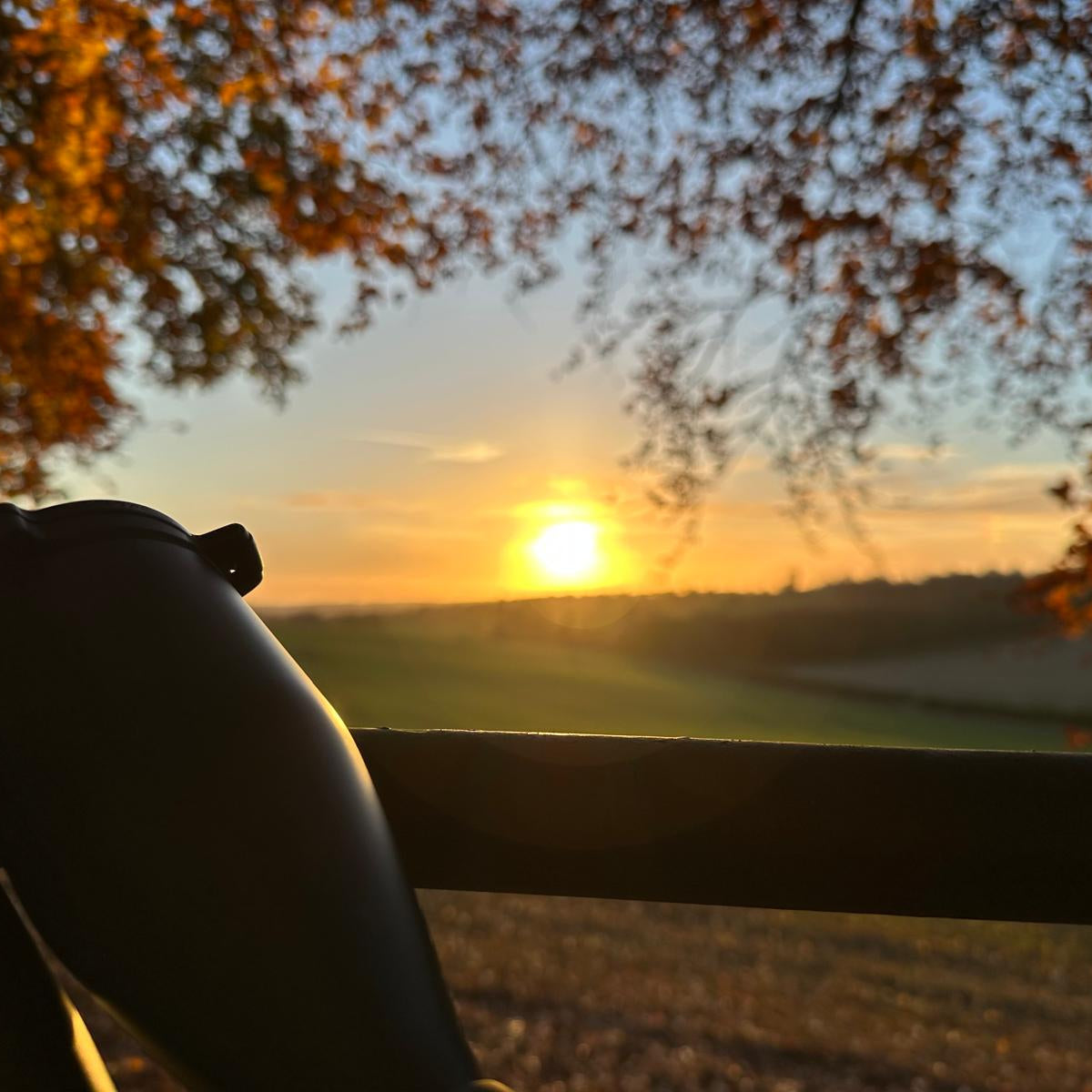 FALLOW, ROE & MUNTJAC DOE CULLING (HAMPSHIRE - NEAR ANDOVER SP11) - NO SHOT FEES, UNLIMITED CULL DAYS FOR 1-9 PEOPLE