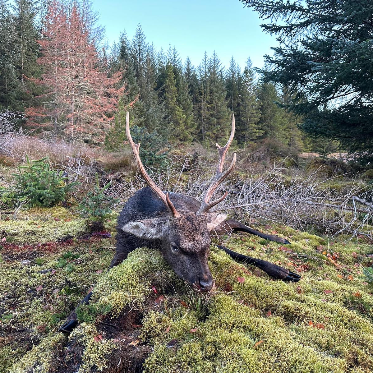 Scotland - Near Lairg IV27 - Guided Stalking