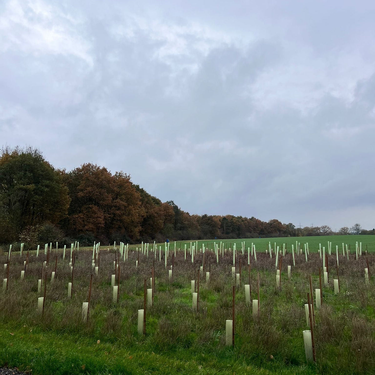Buckinghamshire - Near Milton Keynes MK17 - Unguided Stalking