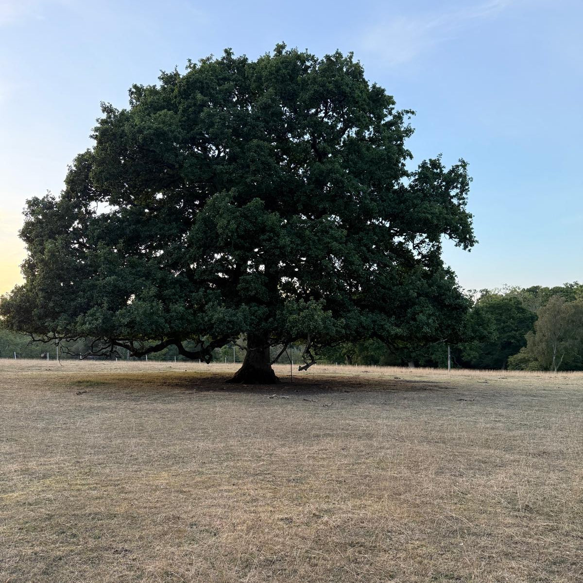 FALLOW, ROE & MUNTJAC DOE CULLING (HAMPSHIRE - NEAR ANDOVER SP11) - NO SHOT FEES, UNLIMITED CULL DAYS FOR 1-9 PEOPLE
