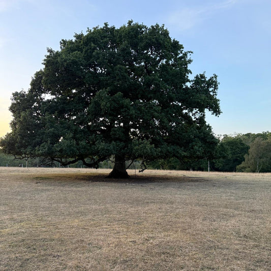 FALLOW, ROE & MUNTJAC DOE CULLING (HAMPSHIRE - NEAR ANDOVER SP11) - NO SHOT FEES, UNLIMITED CULL DAYS FOR 1-9 PEOPLE