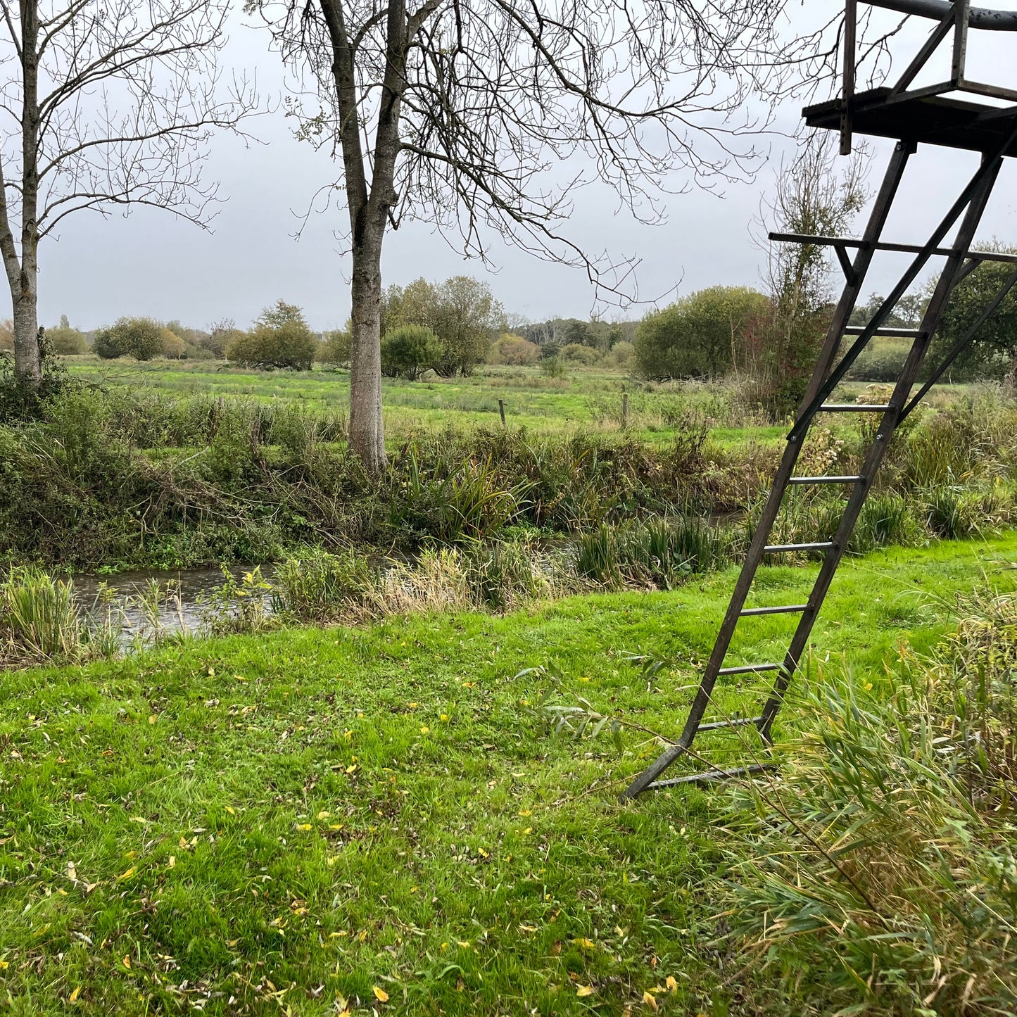 MUNTJAC CULLING (BERKSHIRE - RG17) - CULL DAYS FOR 1-3 PEOPLE