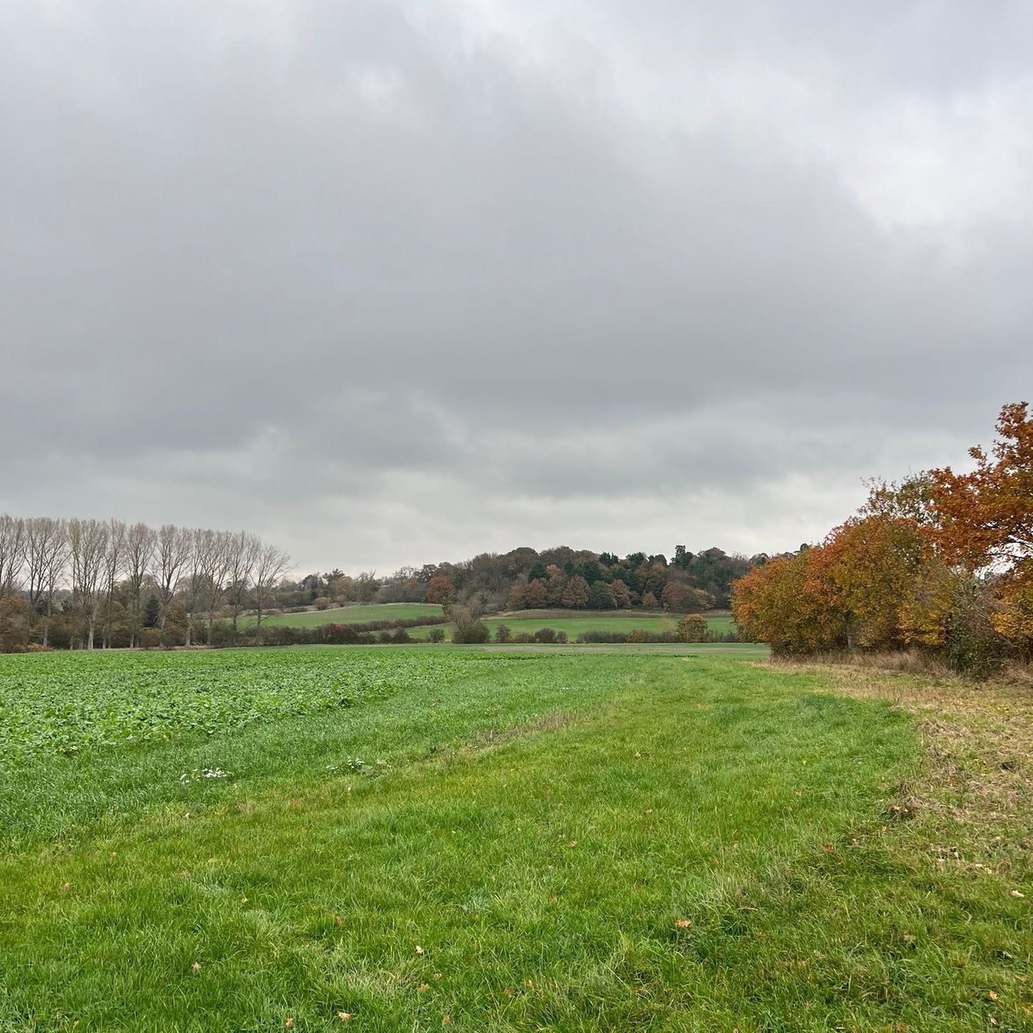 Buckinghampshire - Near Milton Keynes MK17 - Cull & Management Day