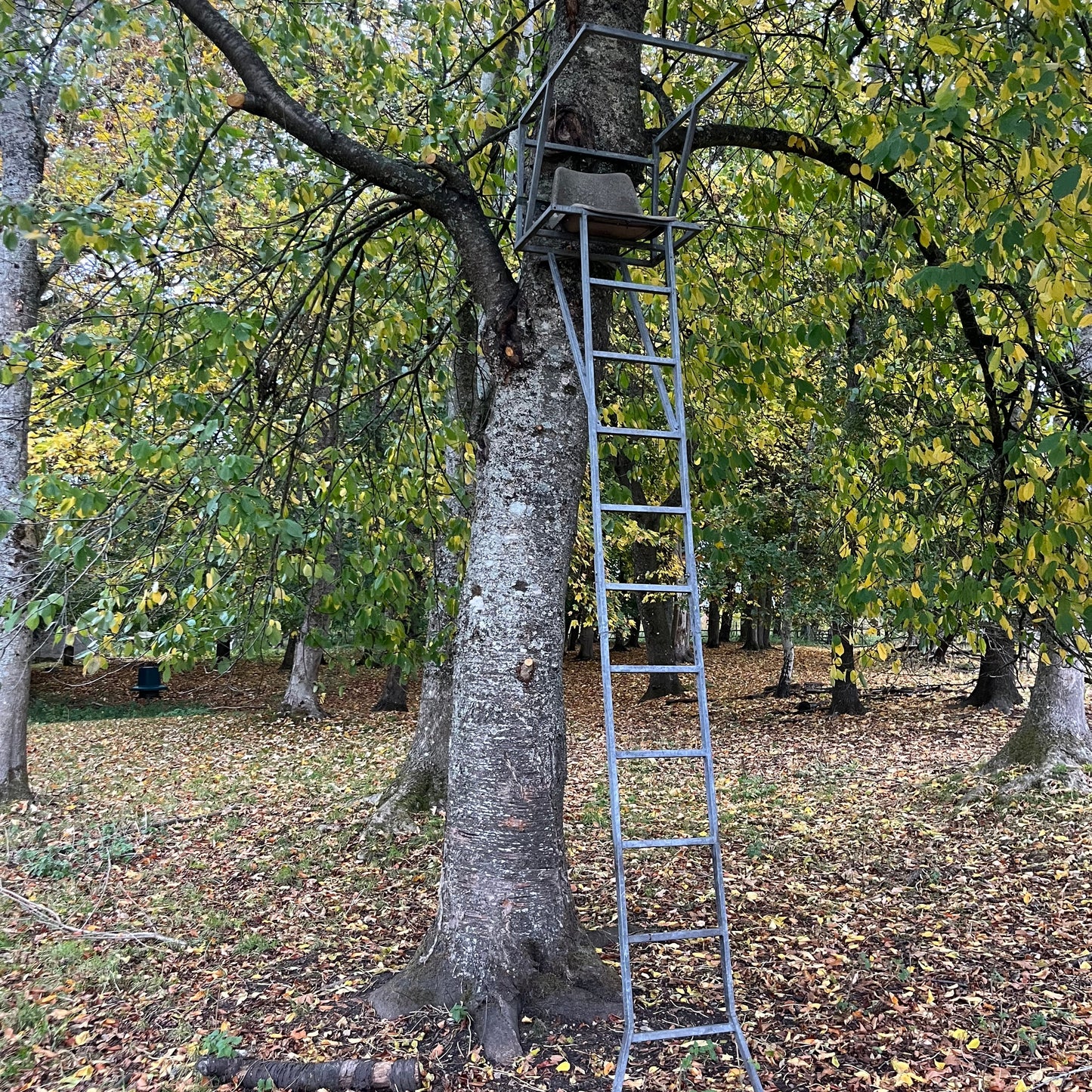 MUNTJAC CULLING (BERKSHIRE - RG17) - CULL DAYS FOR 1-3 PEOPLE
