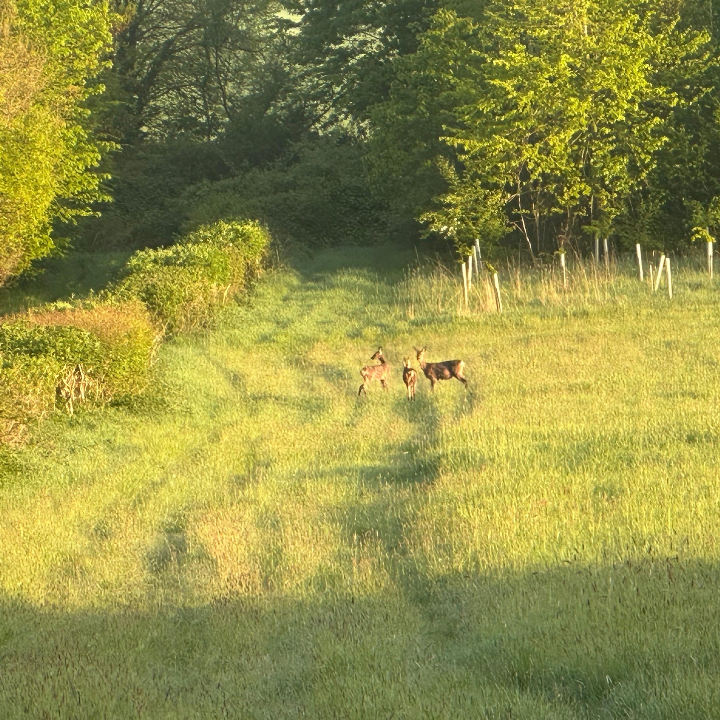 FALLOW, ROE & MUNTJAC DOE CULLING (COTSWOLDS) - NO SHOT FEES, UNLIMITED CULL DAYS FOR 1-9 PEOPLE