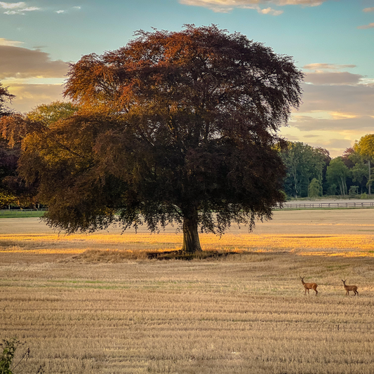 Scotland - Near Fochabers IV32 - Guided Stalking