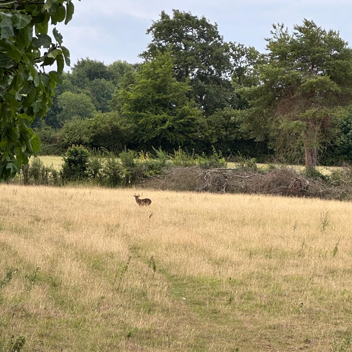 FALLOW, ROE & MUNTJAC DOE CULLING (COTSWOLDS) - NO SHOT FEES, UNLIMITED CULL DAYS FOR 1-9 PEOPLE