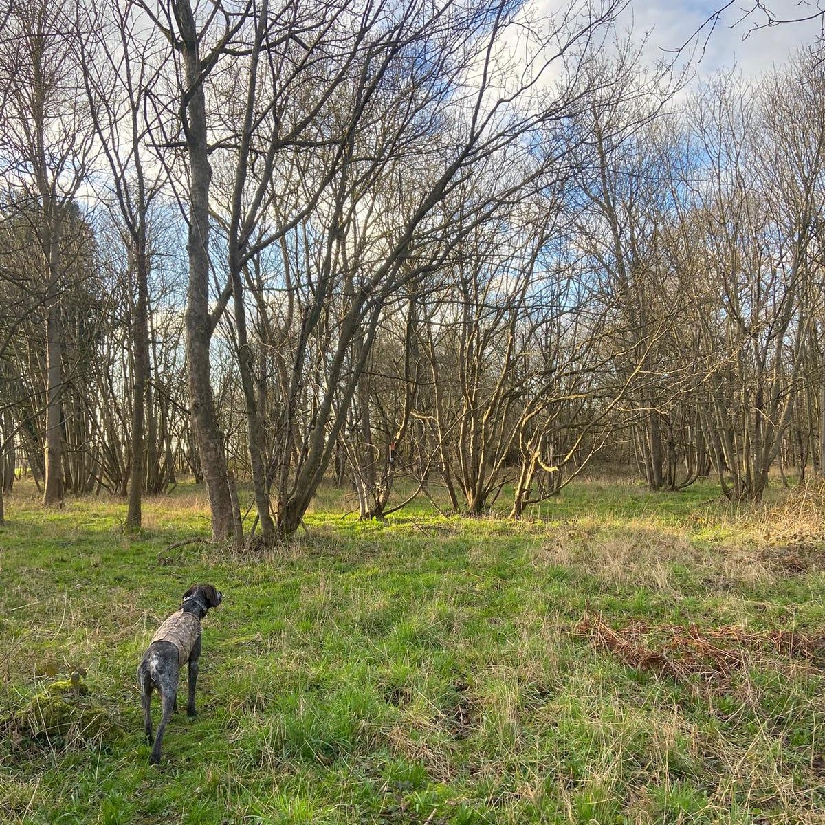 Yorkshire - Near Harewood LS17 - Guided Stalking