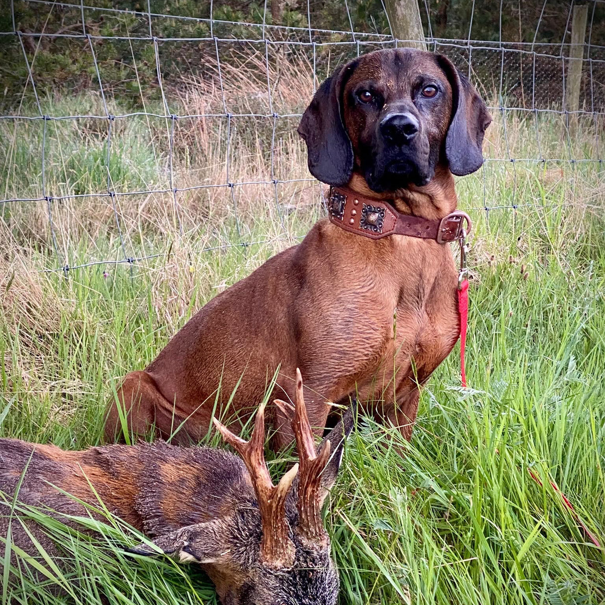 Yorkshire - Near Garforth, Leeds LS25 - Guided Stalking
