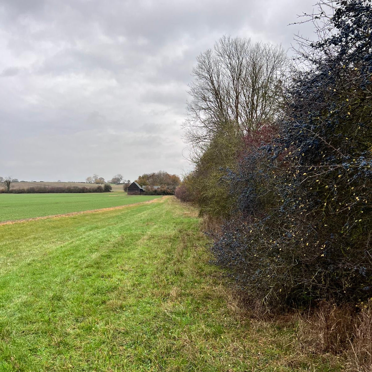 Buckinghampshire - Near Milton Keynes MK17 - Cull & Management Day