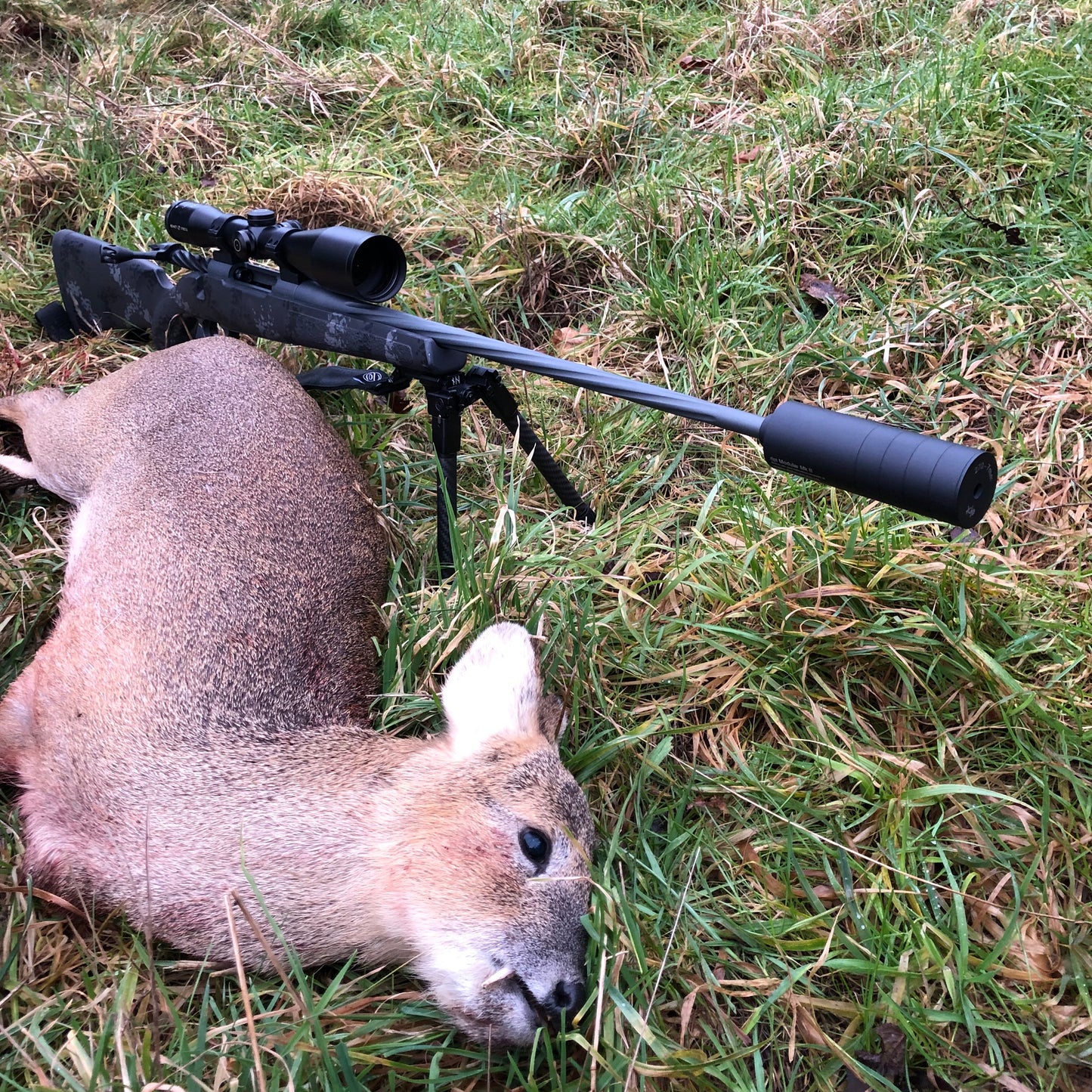 CWD CULLING (NORTH BUCKINGHAMSHIRE - MK17) - CHINESE WATER DEER CULL DAYS FOR 1-6 PEOPLE
