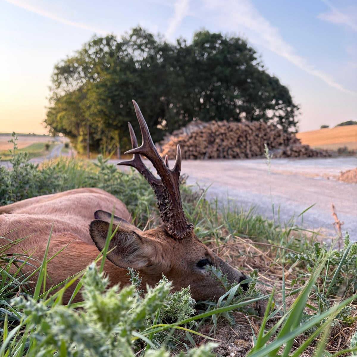 Hampshire - Near Alton GU34 - Guided Stalking