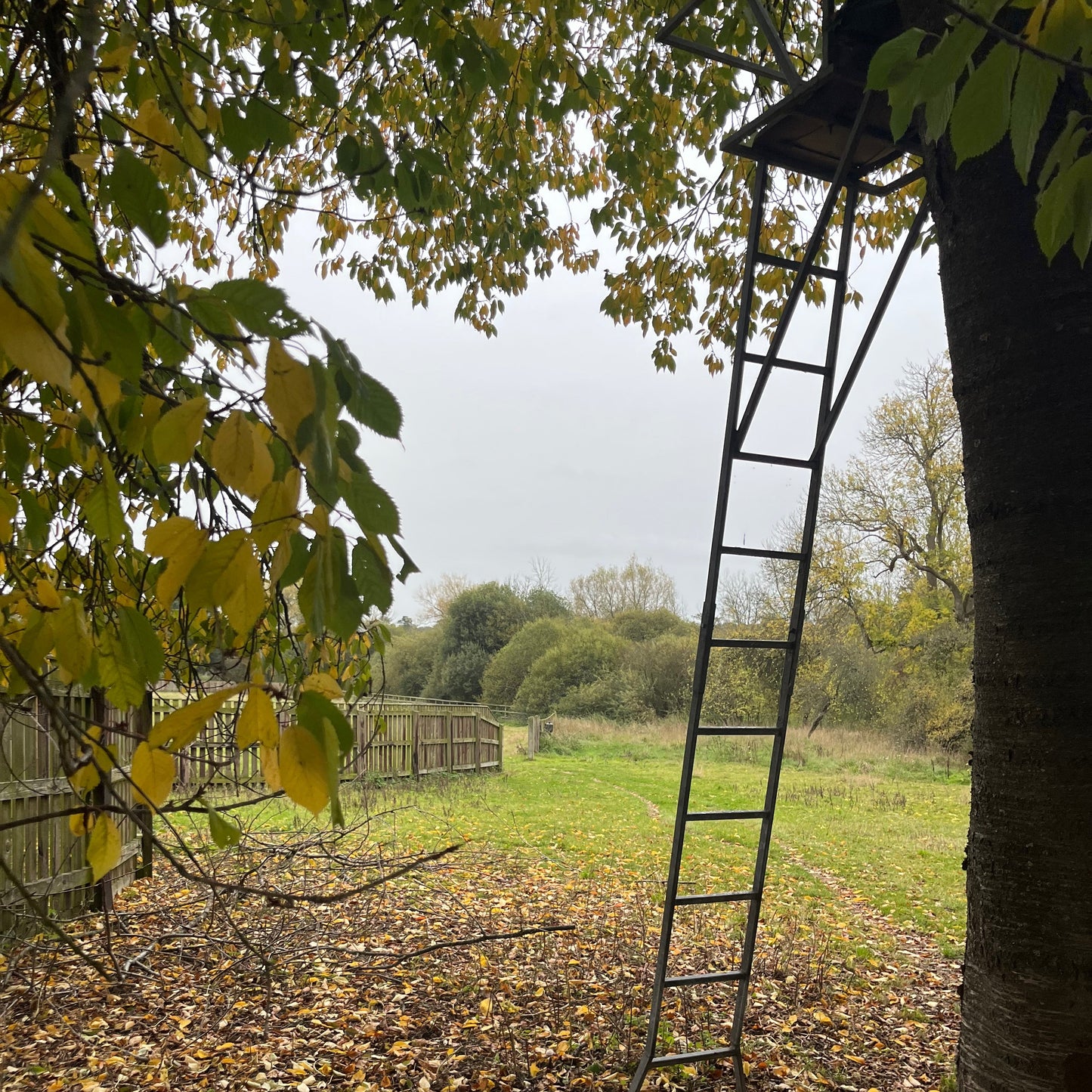 MUNTJAC CULLING (BERKSHIRE - RG17) - CULL DAYS FOR 1-3 PEOPLE