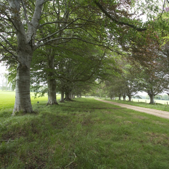Scotland - Near Fochabers IV32 - Guided Stalking