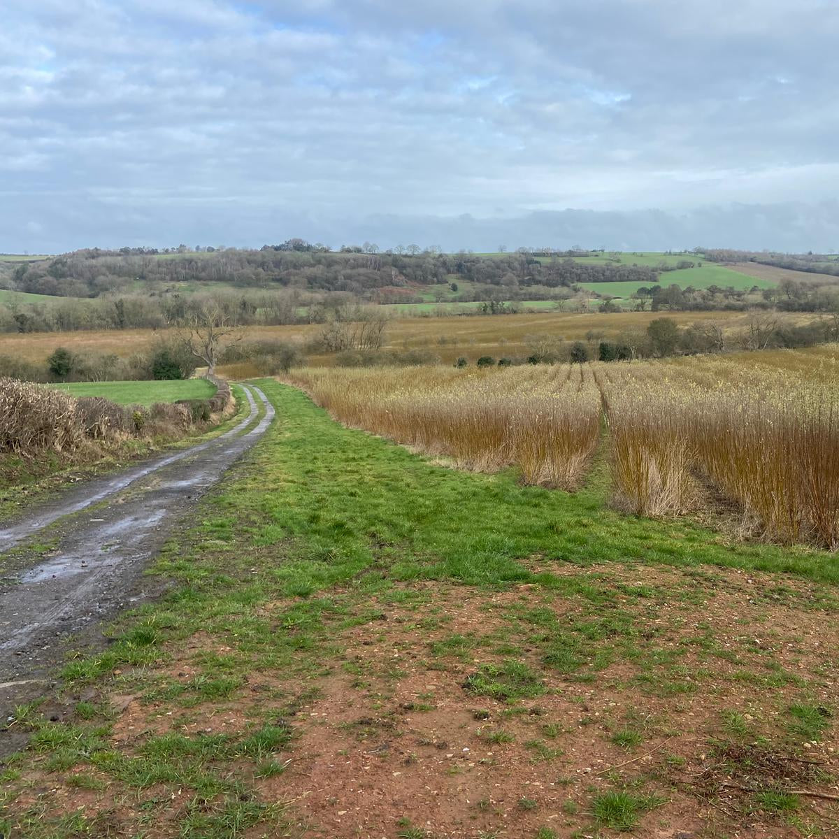 Yorkshire - Near Harewood LS17 - Guided Stalking