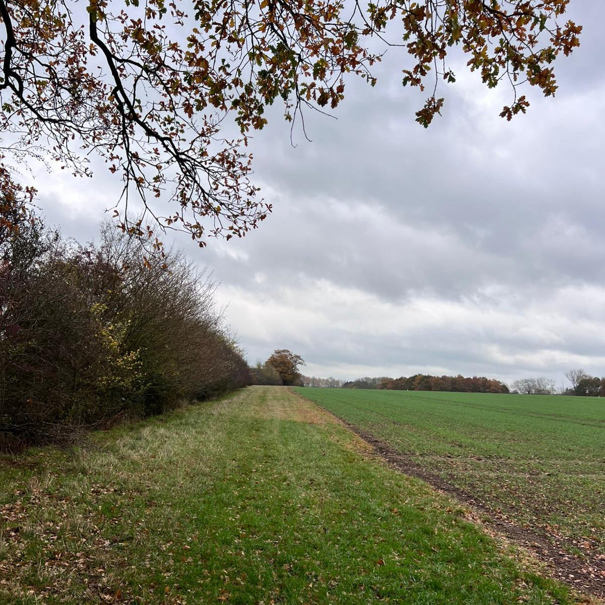 Buckinghampshire - Near Milton Keynes MK17 - Cull & Management Day