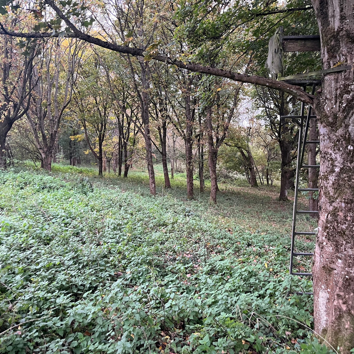 MUNTJAC CULLING (BERKSHIRE - RG17) - CULL DAYS FOR 1-3 PEOPLE