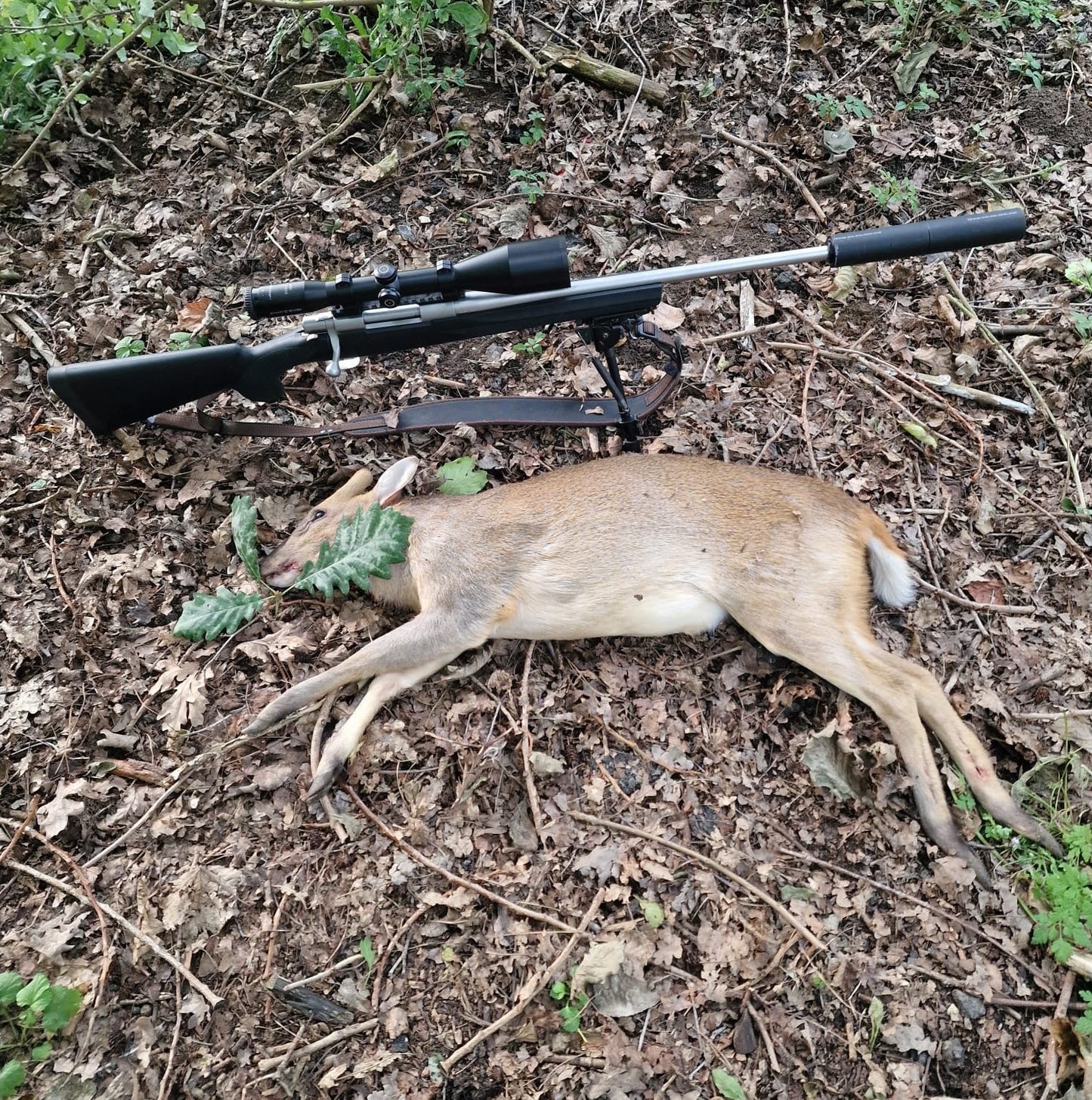 Buckinghampshire - Near Milton Keynes MK17 - Cull & Management Day