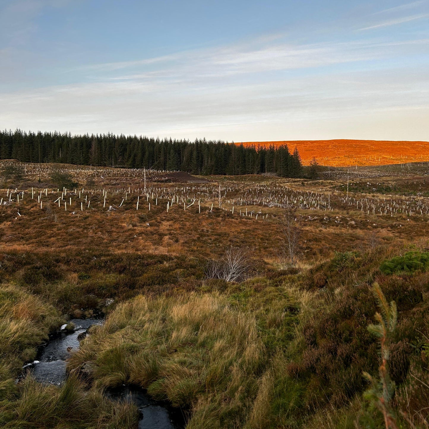 Scotland - Near Lairg IV27 - Guided Stalking
