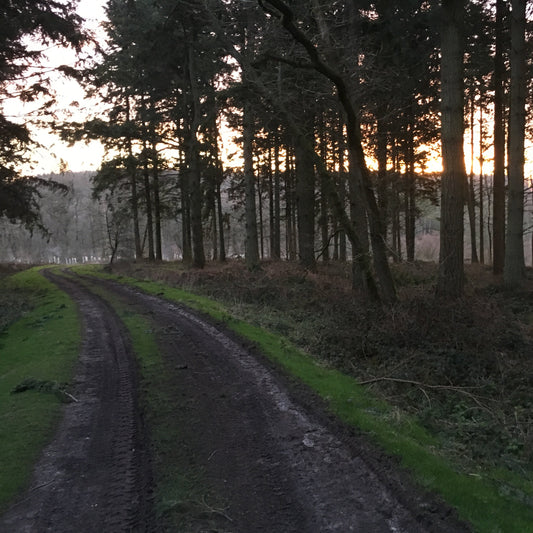 ROE & MUNTJAC DOE CULLING (HAMPSHIRE - RG25) - NO SHOT FEES, UNLIMITED CULL DAYS FOR 1-9 PEOPLE