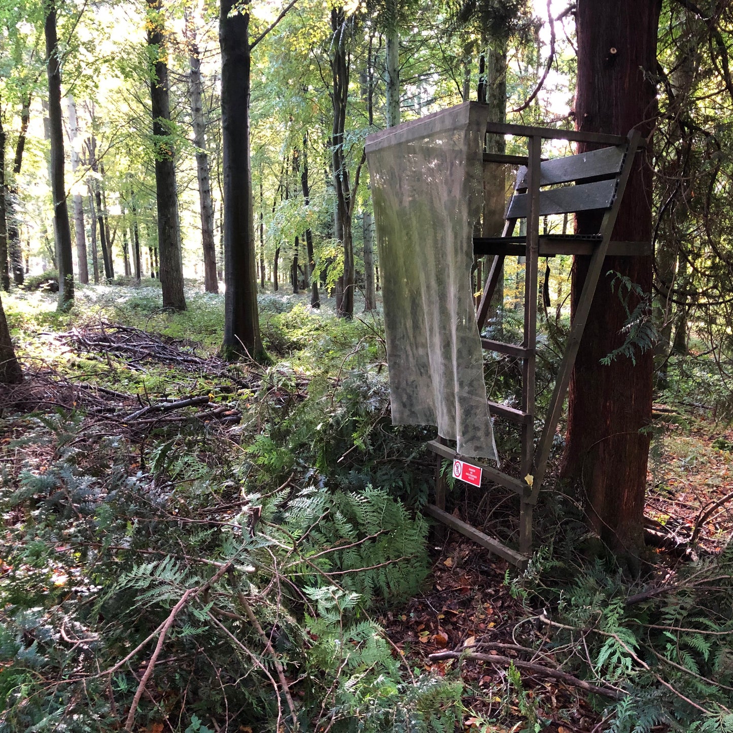 ROE & MUNTJAC DOE CULLING (HAMPSHIRE - RG25) - NO SHOT FEES, UNLIMITED CULL DAYS FOR 1-9 PEOPLE