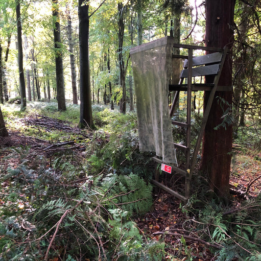 ROE & MUNTJAC DOE CULLING (HAMPSHIRE - RG25) - NO SHOT FEES, UNLIMITED CULL DAYS FOR 1-9 PEOPLE