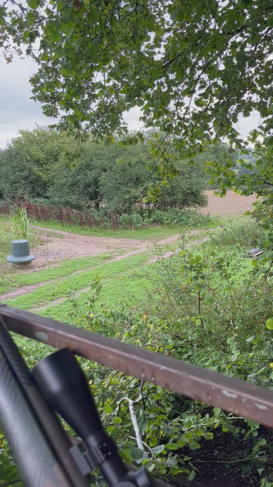 FALLOW & MUNTJAC CULLING (HAMPSHIRE SP11) - CULL DAYS FOR 1-2 PEOPLE